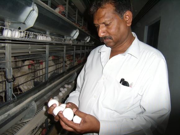 Battery Cage Eggs - EC Layer project India
