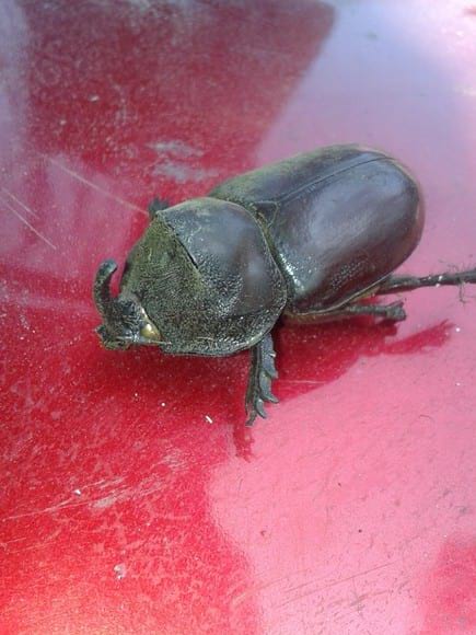 Encontre uma revendedora natura