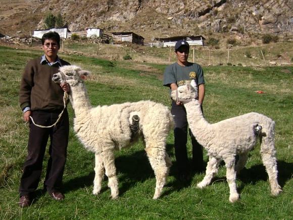 Alpacas fistuladas a nivel del 1er compartimento-Huancavelica - Camelidos Sudamericanos-Huancavelica-Perú