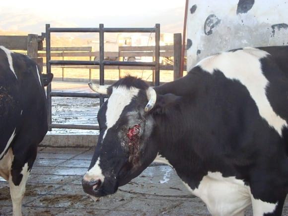 Afecciones Quirúrgicas en bovinos - Varias