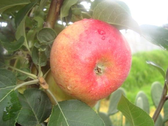 Manzana roja para jugo y consumo en fresco - Varias