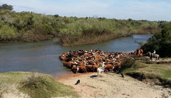Cruzando el Rio Olimar con 450 vacas de Invernada - Estancias del Uruguay