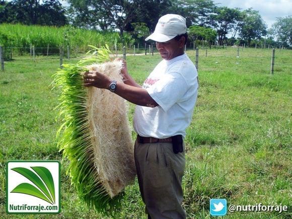 Qu Es El Forraje Verde Hidropnico Y Cmo Producirlo