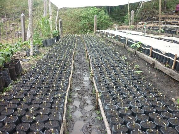 vivero en estado de fosforito. - fotos julio