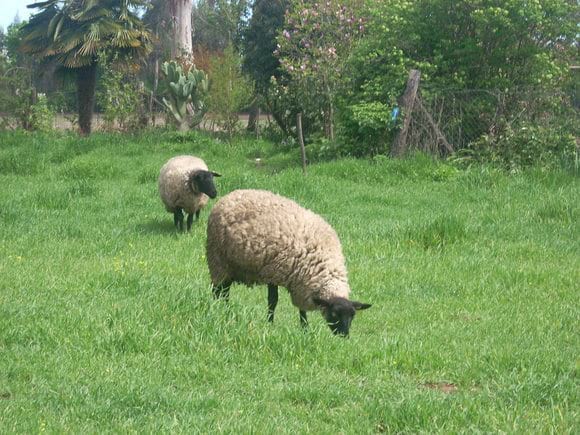 DIA DE CAMPO - TRABAJO CHILE