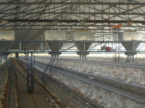 Layer Automatic Feeding - EC Layer project India