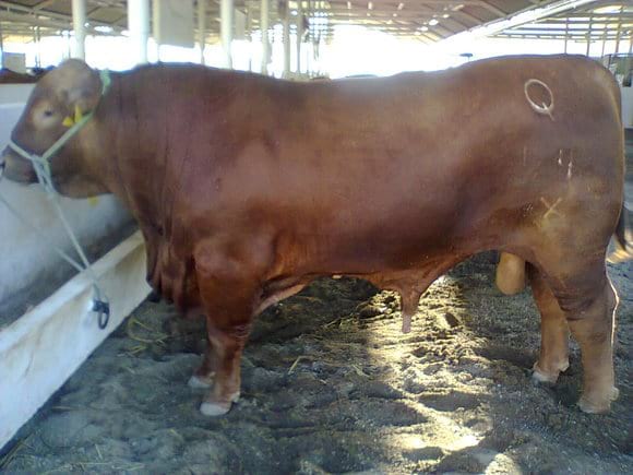 toro semental brangus rojo del MVZ Sergio Garza en Tamaulipas México, rancho Santa Cecilia - Varias
