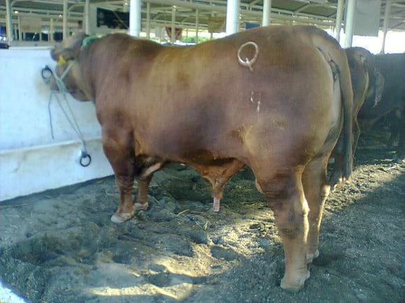 brangus rojo del MVZ Sergio Garza del rancho Santa Cecilia en Guemez, Tamaulipas, 900 kgs - Varias