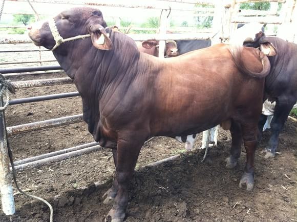 Beefmaster de 12 meses en el rancho "Faja de oro" del Ing.Ramón Sanchez, Tamaulipas, Mx. - Varias