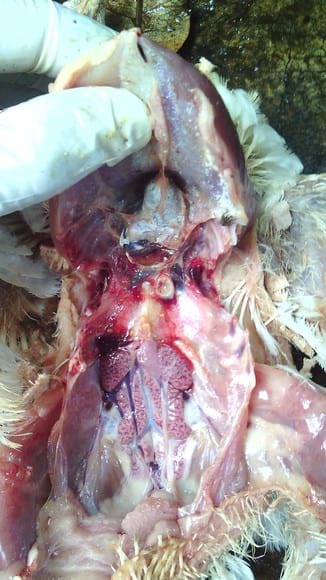 Visceral gouts(u can see clearly on sternum and ribs) - Poutry diseases (not identified)