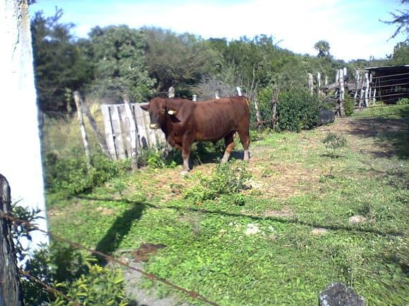 Toro #197 de Don Demetrio Gonzalez, buscar en google como "ganadería maratines" tienen excelente brangus rojo en zona de garrapata - Varias