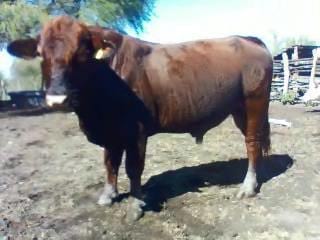 toro #197 brangus rojo ganadería maratines de Don Demetrio Gonzalez, Tamaulipas, México - Varias
