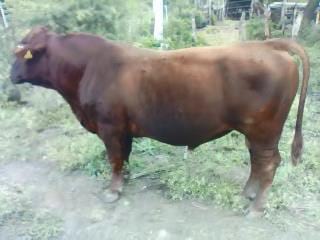 toro #197 brangus de ganadería Maratines - Varias