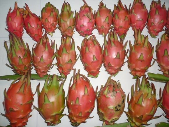 Frutos de pitahaya de una especie autoincompatible, en Puebla - pitahayas poblanas