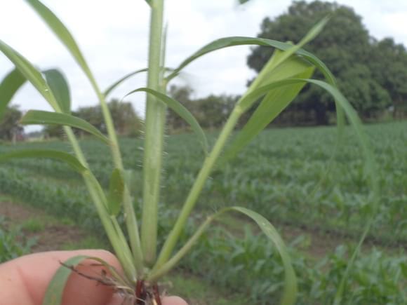 Paja Peluda (Rottboellia exaltata) - Salida de Campo: Cultivo de Maíz en Venezuela