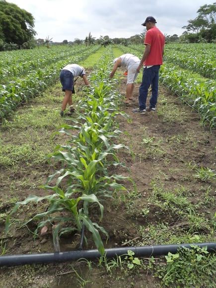 Cultivo de Maíz - Salida de Campo: Cultivo de Maíz en Venezuela