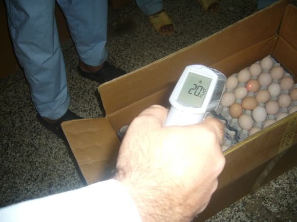 Hatching eggs temperature with Infra red thermometer in hatchery. - HATCHERY