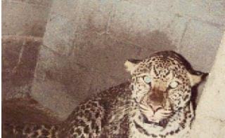 Leopardo - Fauna Silvestre