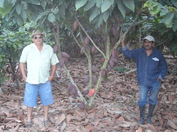 cacao cultivado en el cantón Majua provincia de Esmeraldas Junio del 2014 - Varias