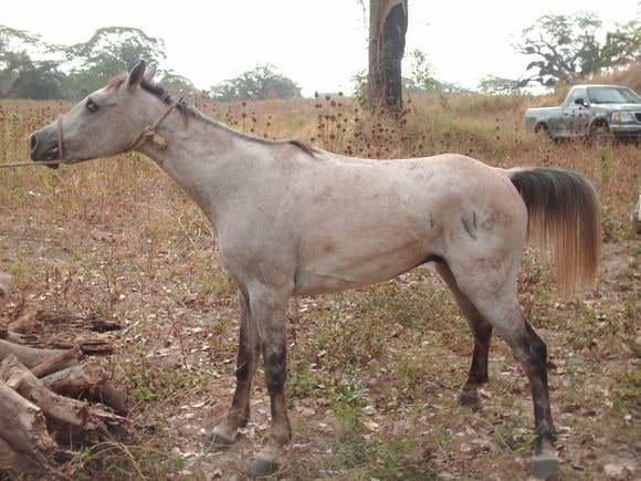 sintomatologia del cabalo con tetano - Varias