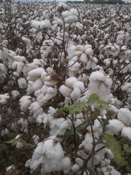 control del picudo en el cultivo del algodon. - Varias