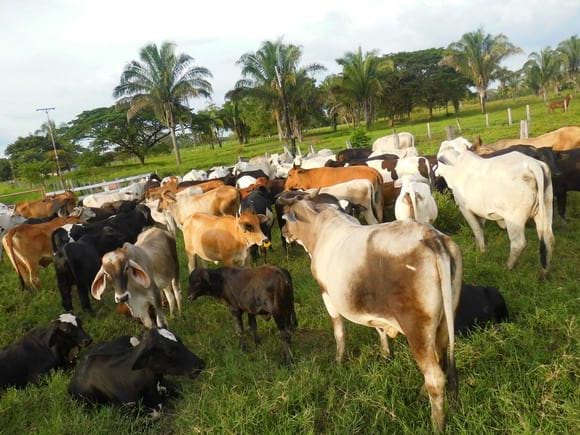 Sistemas  Agrosilvopastorines -  Ganadería  cebuina