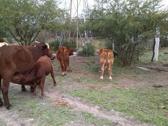 becerros brangus x beefmaster, se pueden ver huizaches y mezquites de fondo - Varias