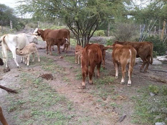 mas crias del toro 197 brangus rojo en vacas comerciales - Varias