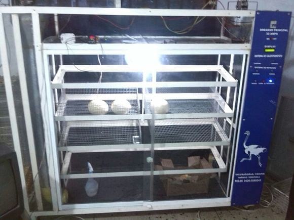 incubadora para huevos de avestruz del Profesor. Ingeniero. William Betancourt - Varias