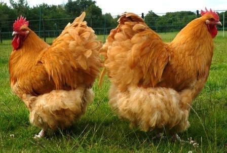 Resultado de imagen para gallinas espaÃ±olas