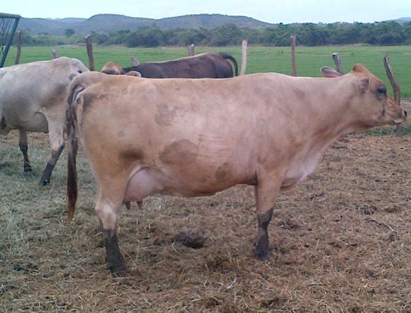 vaca raza carora - Varias