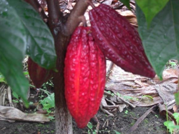 cacao quindio - Varias