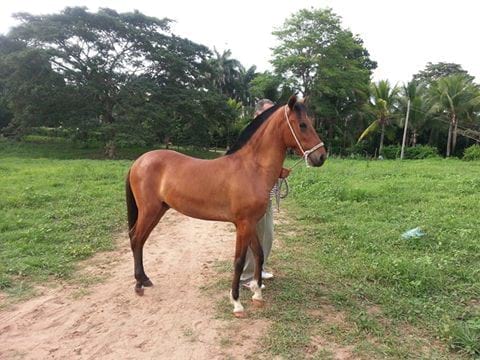 andariego - Varias