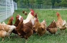 Malla energizada para aves. sistemas de produccion de huevo organico - Varias