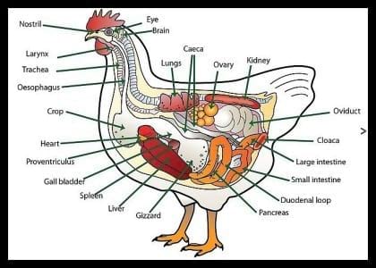 chicken digestive system