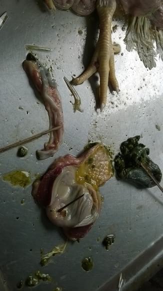 Blackish content of the Gizzard,Erosion on the Gizzard - Poultry Diseases(daily collection while performing post mortem)