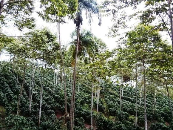 cafe y forestales - Sistemas agroforestales