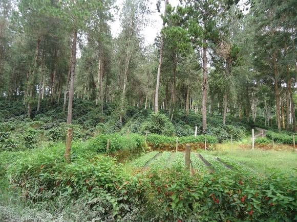 cafe eucaliptos - Sistemas agroforestales