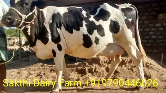 Cow supplier at Uppidamangalam,Tamilnadu - sakthi dairy farm cow supplier