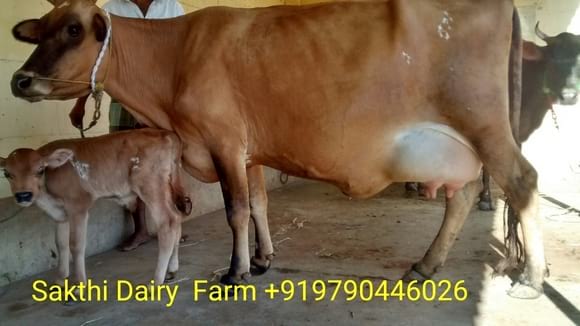 Jersey cow for sale - sakthi dairy farm cow supplier