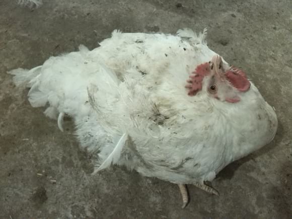 Torticulus - Poultry Diseases