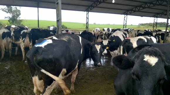 Vacas holandesas sincronizadas - Varias