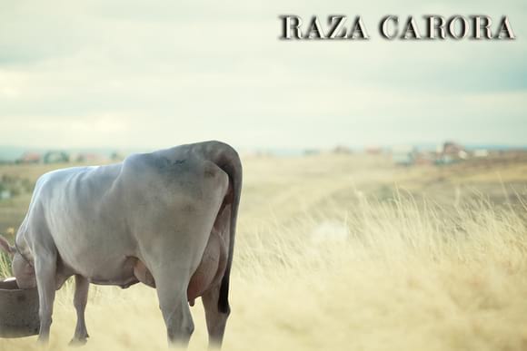 RAZA CARORA - ALBUM DE FOTOS RANSABENCA