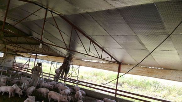 Engorda de cerdos en Jalisco, Aislamiento Caseta - Varias