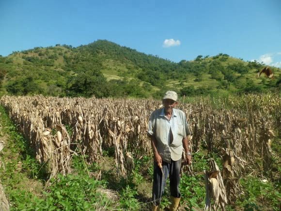 pequeño productor con siembra comvinada caraota y maiz ciclo norte verano valle de la crusz en san sebastian de reyes aragua - Mi actividad