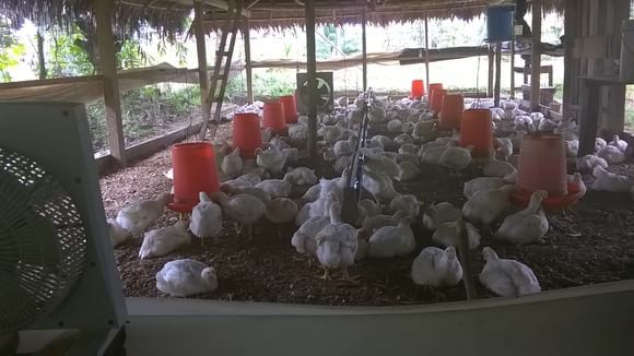 pollos de carne de 36 dias - Casos clínicos