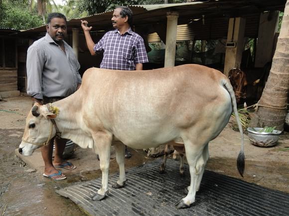 Vechur cows- local breed  of Kerala state India - Endangered breed