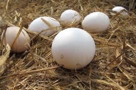 Huevos de ponedoras - Varias