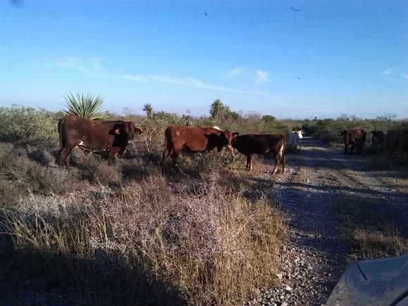toro 6700 beefmaster linea Lasater, de la ganadería faja de oro beefmaster con lote de vacas comerciales en matorral desértico - Varias