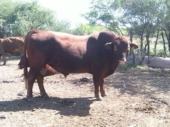 ultima foto tomada del toro brangus rojo 197, sep 2015 - Varias